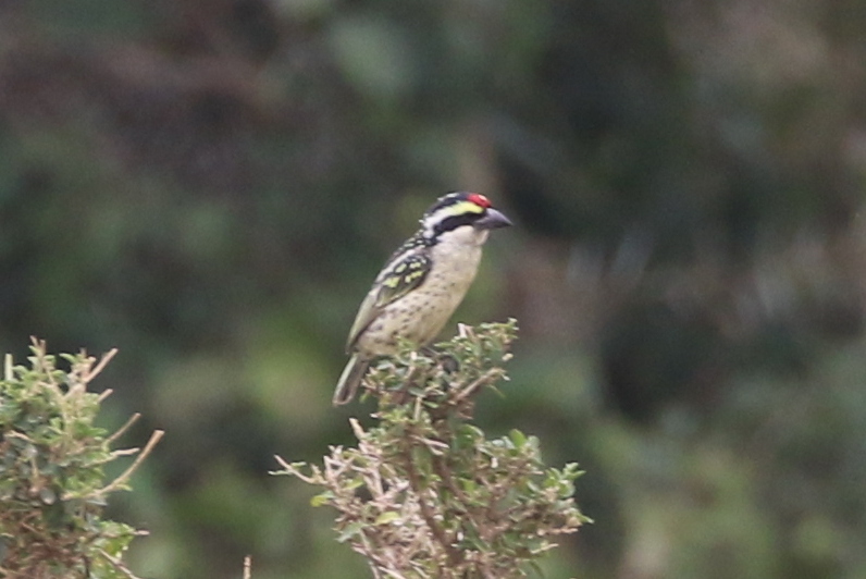 Red-fronted Barbet (Tricholaema diademata), photo 7