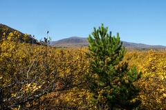 Pinus nigra pallasiana