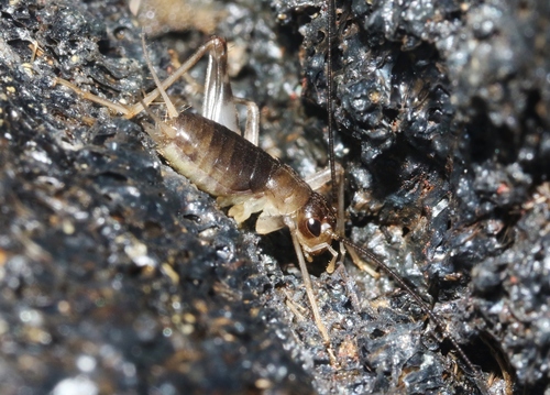 Caconemobius fori, 2023-07-22