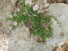Dichondra recurvata