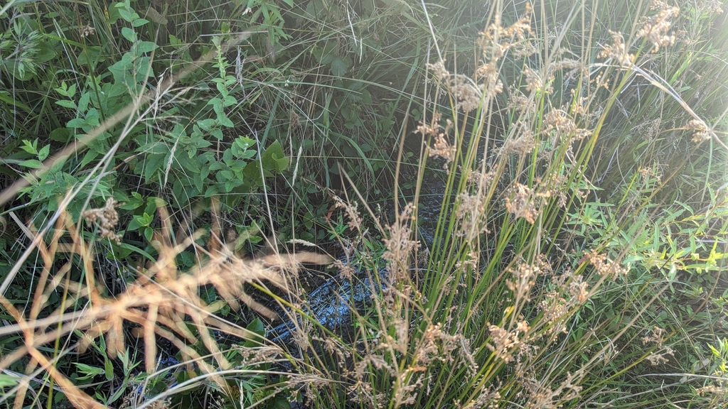 Soft Rush from Chillum, MD, USA on August 8, 2023