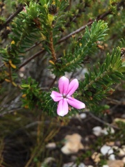 Adenandra gummifera