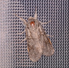 Acronicta tota