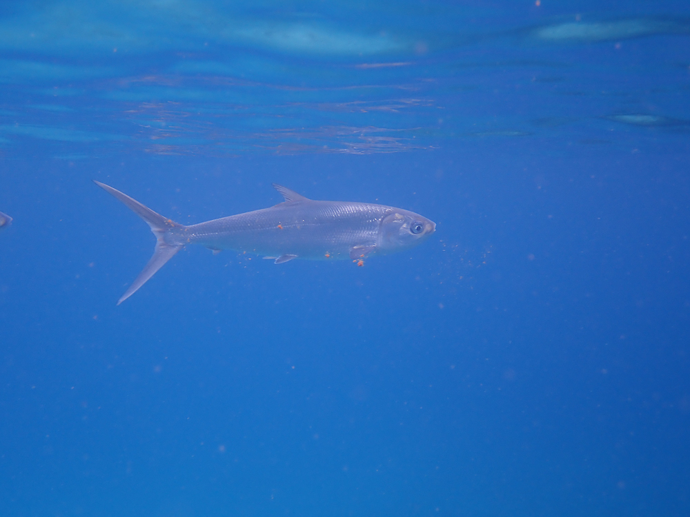 Milkfish