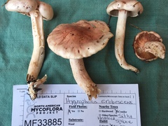 Pudorini