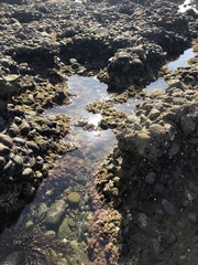 Acanthinucella paucilirata