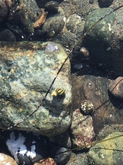 Acanthinucella paucilirata