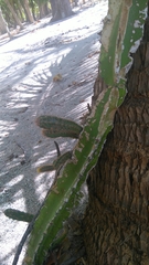 Selenicereus undatus