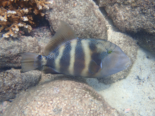 Stone Triggerfish