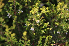 Erica margaritacea