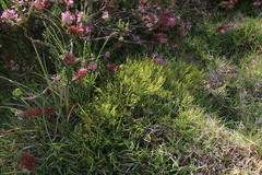 Erica margaritacea