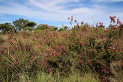 Erica verticillata