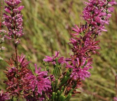 Erica verticillata