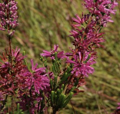 Erica verticillata