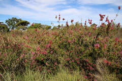 Erica verticillata