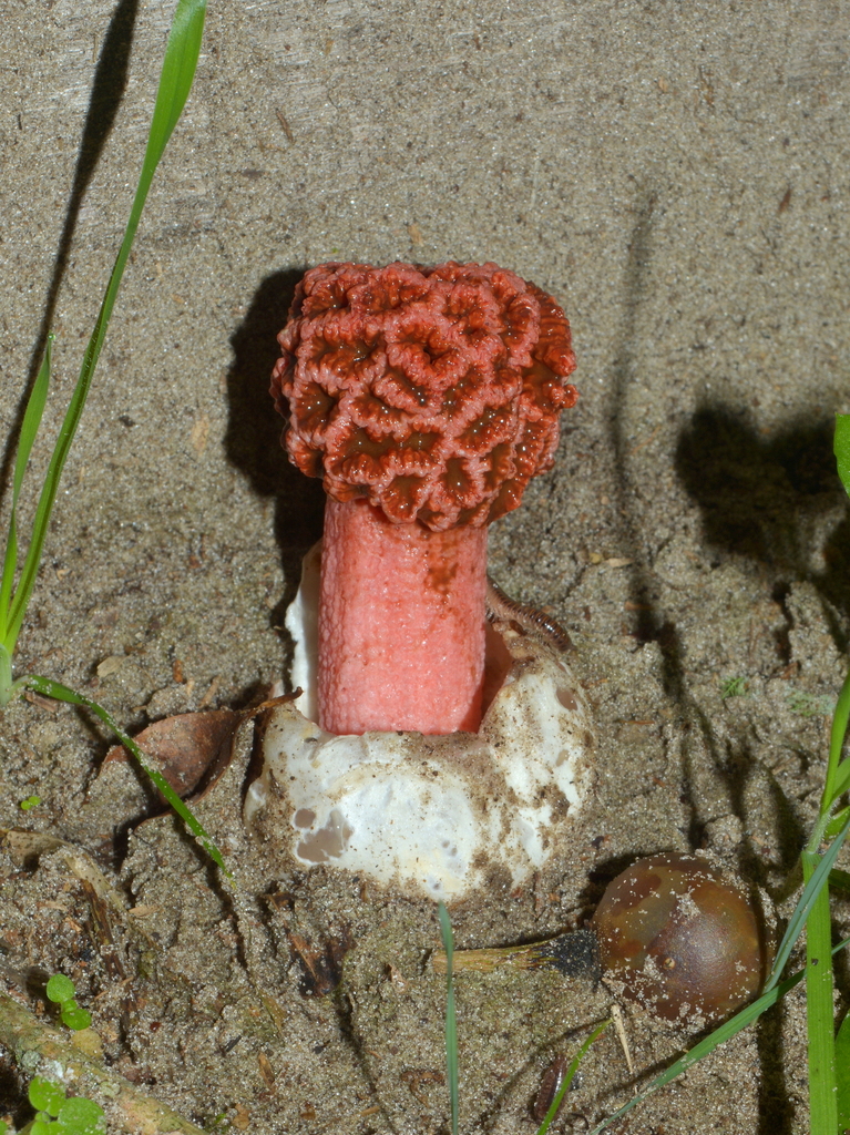 Lysurus sphaerocephalus · July 2023 · photo: © vinicius_s_domingues (iNaturalist, cc-by)