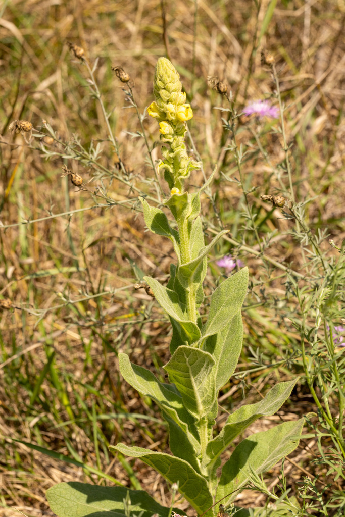 Orange Mullein from Waupaca County, WI, USA on August 3, 2023 at 11:04 ...