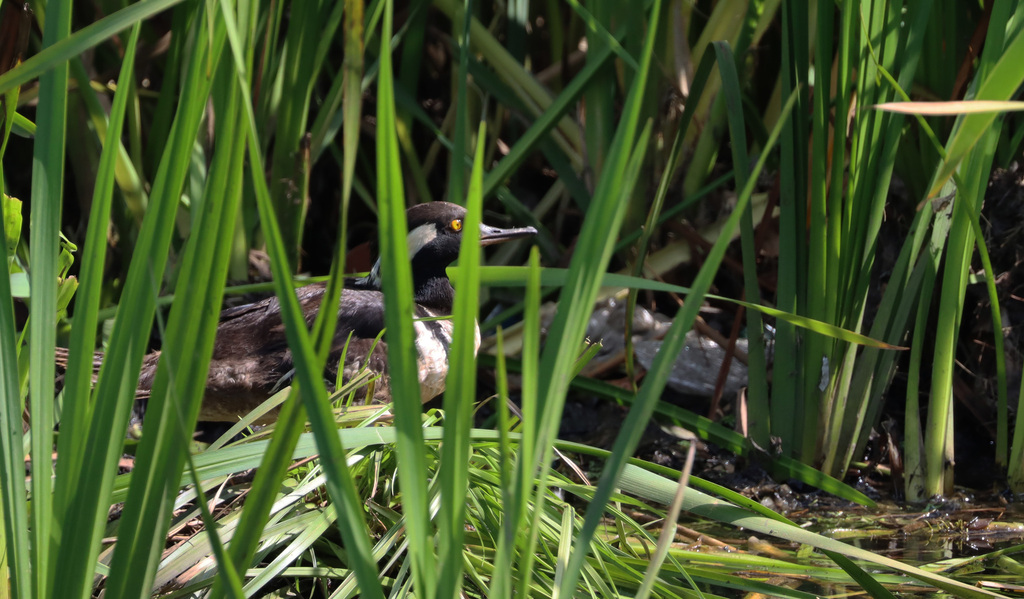 Hooded Merganser from East Patchogue, NY 11772, USA on August 2, 2023