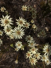 Euchaetis longibracteata