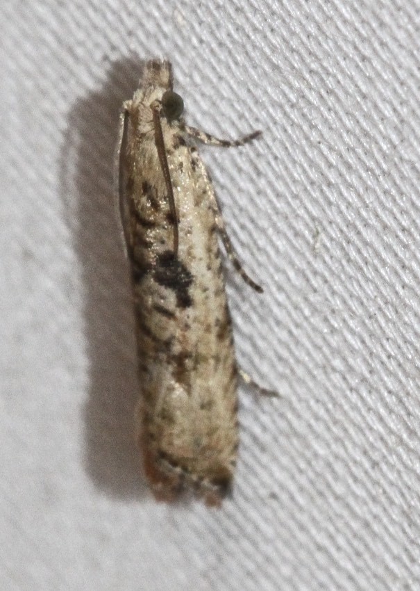 Bactra blepharopis