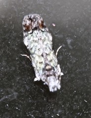 Hypatima