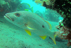 Lutjanus monostigma