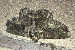 Paradromulia ambigua