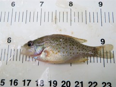 Lepomis humilis