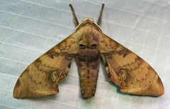 Daphnusa ocellaris