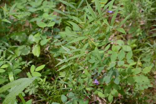 Vicia venosa, photograph 2