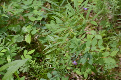 Ochirnima Nimaev, CC BY, iNaturalist via GBIF Vicia venosa, photograph Ochirnima Nimaev, CC BY, iNaturalist via GBIF
