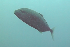 Flavocaranx bajad