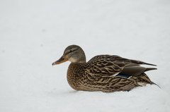 Anas platyrhynchos