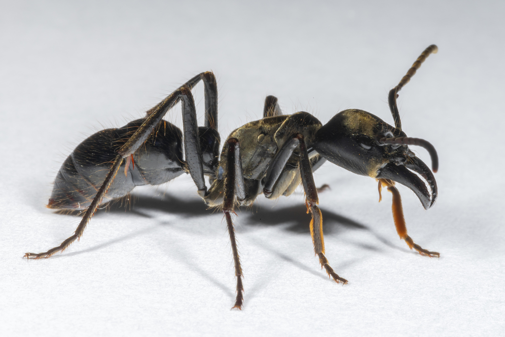 Dinoponera grandis