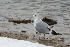 Larus canus canus