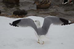 Larus canus heinei