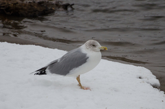 Larus argentatus
