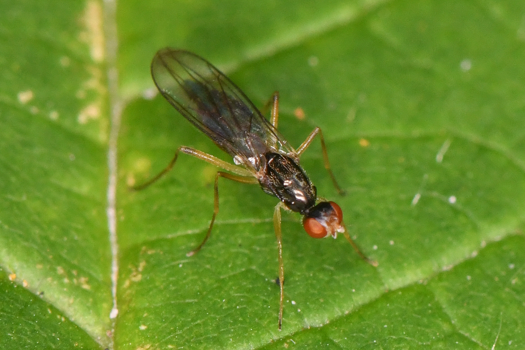 Strongylophthalmyia angustipennis