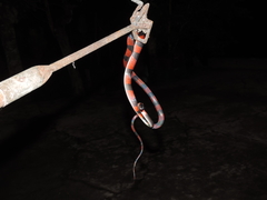 Oxyrhopus petolarius
