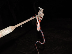 Oxyrhopus petolarius