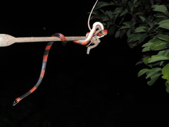 Oxyrhopus petolarius