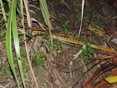 Oxyrhopus petolarius