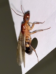 Camponotus inaequalis