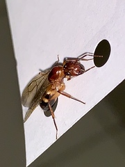 Camponotus inaequalis