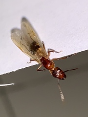 Camponotus inaequalis