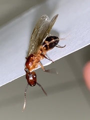 Camponotus inaequalis