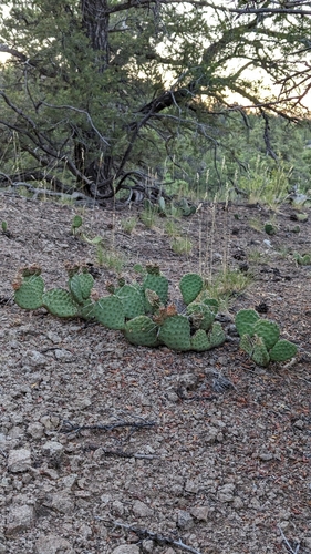 Upper Grant's Ranch Trail