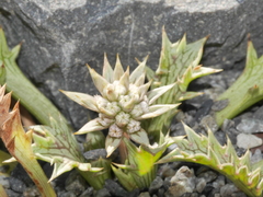 Eryngium vesiculosum