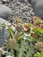 Eryngium vesiculosum