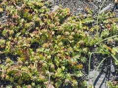 Eryngium vesiculosum